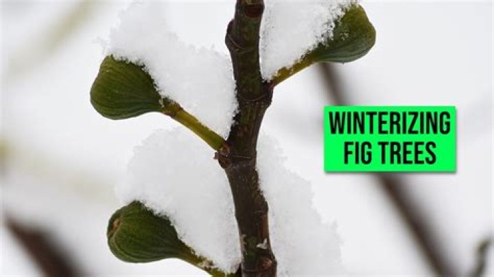 Should I cover my fig tree in winter?